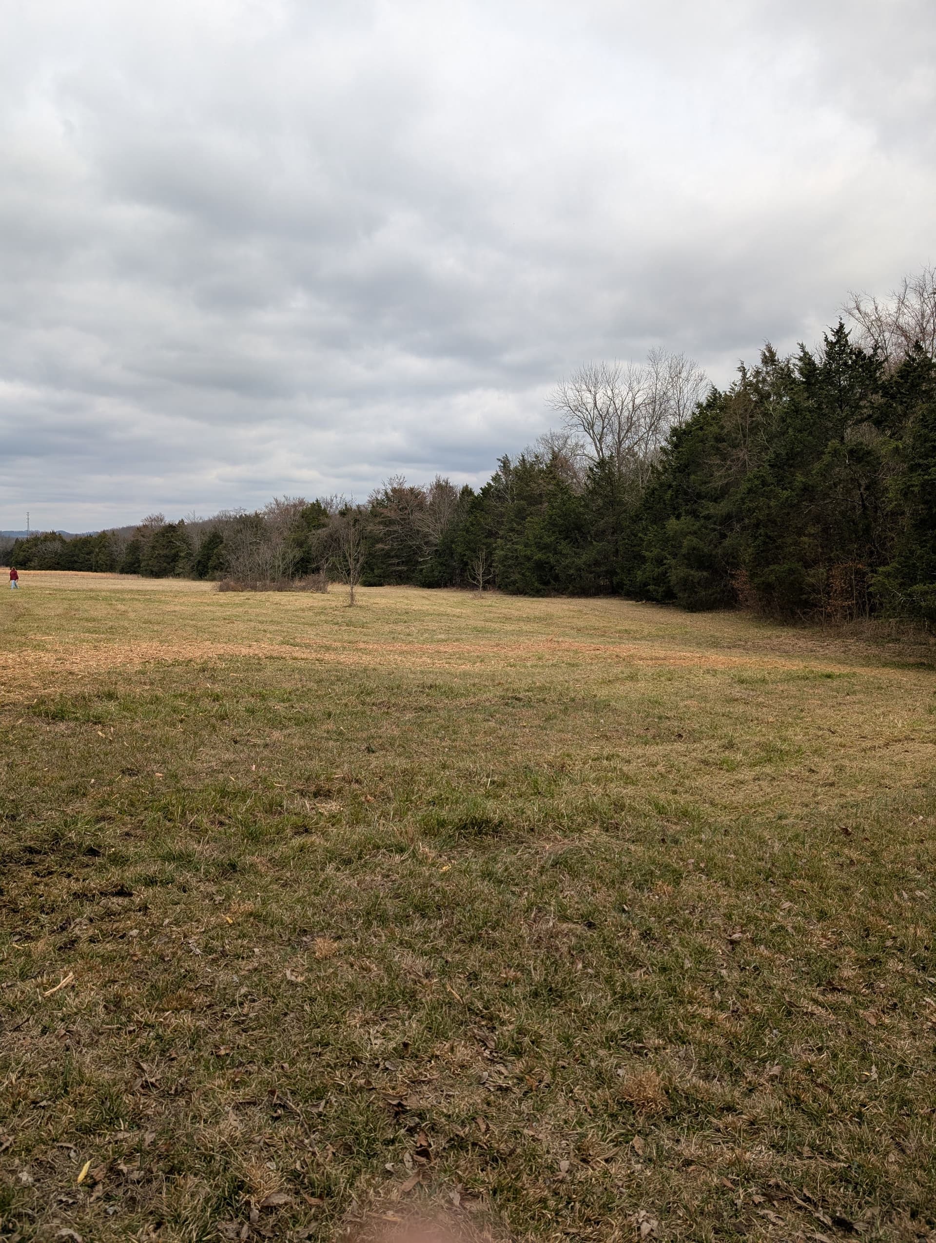 Gallery photos for Blackberry Briar Takeover Stopped Cold With Brush Mulching: Image #1