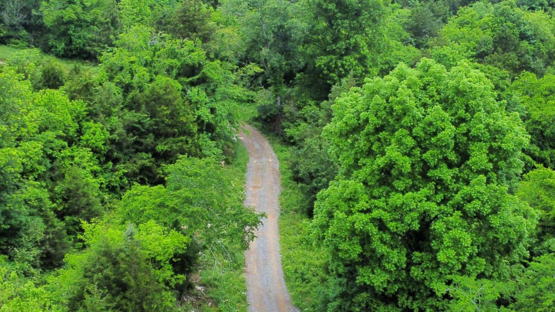 Winding gravel path through lush green forest in bright sunlight.