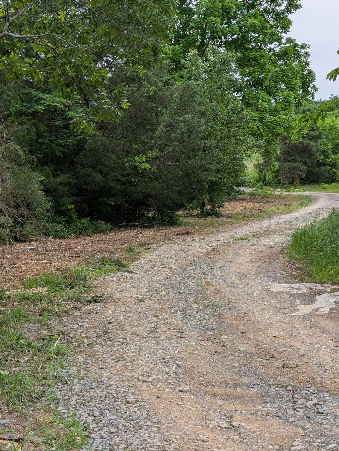 Curved gravel path through greenery in a wooded area, inviting outdoor exploration.