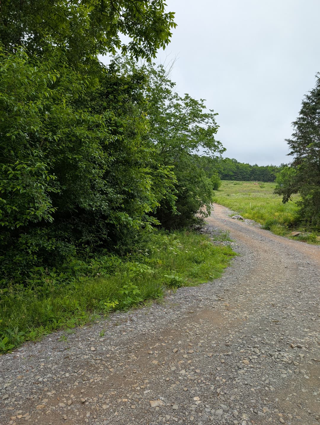 Winding gravel path through lush greenery leading to an open field.