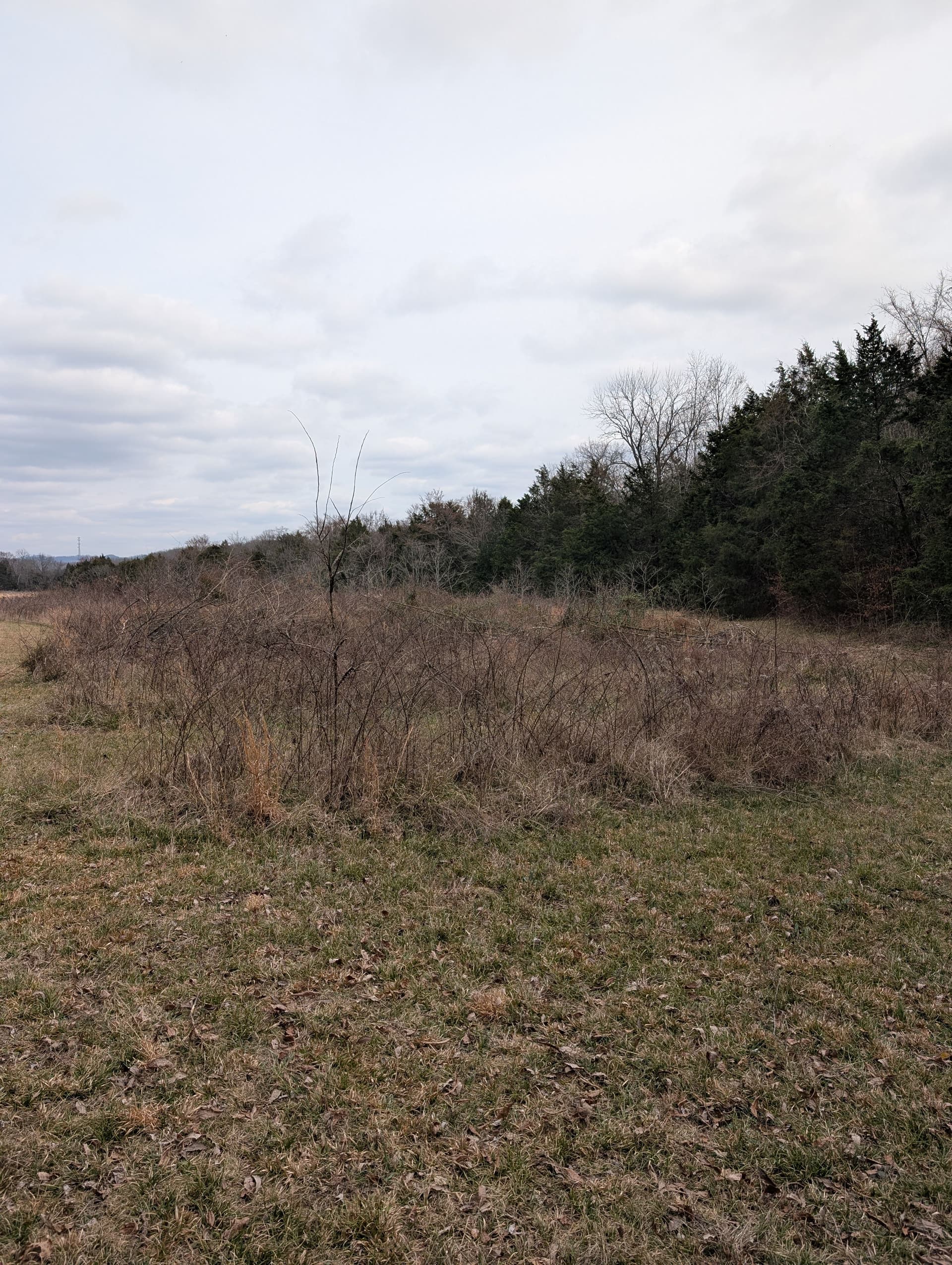 Blackberry Briar Takeover Stopped Cold With Brush Mulching image