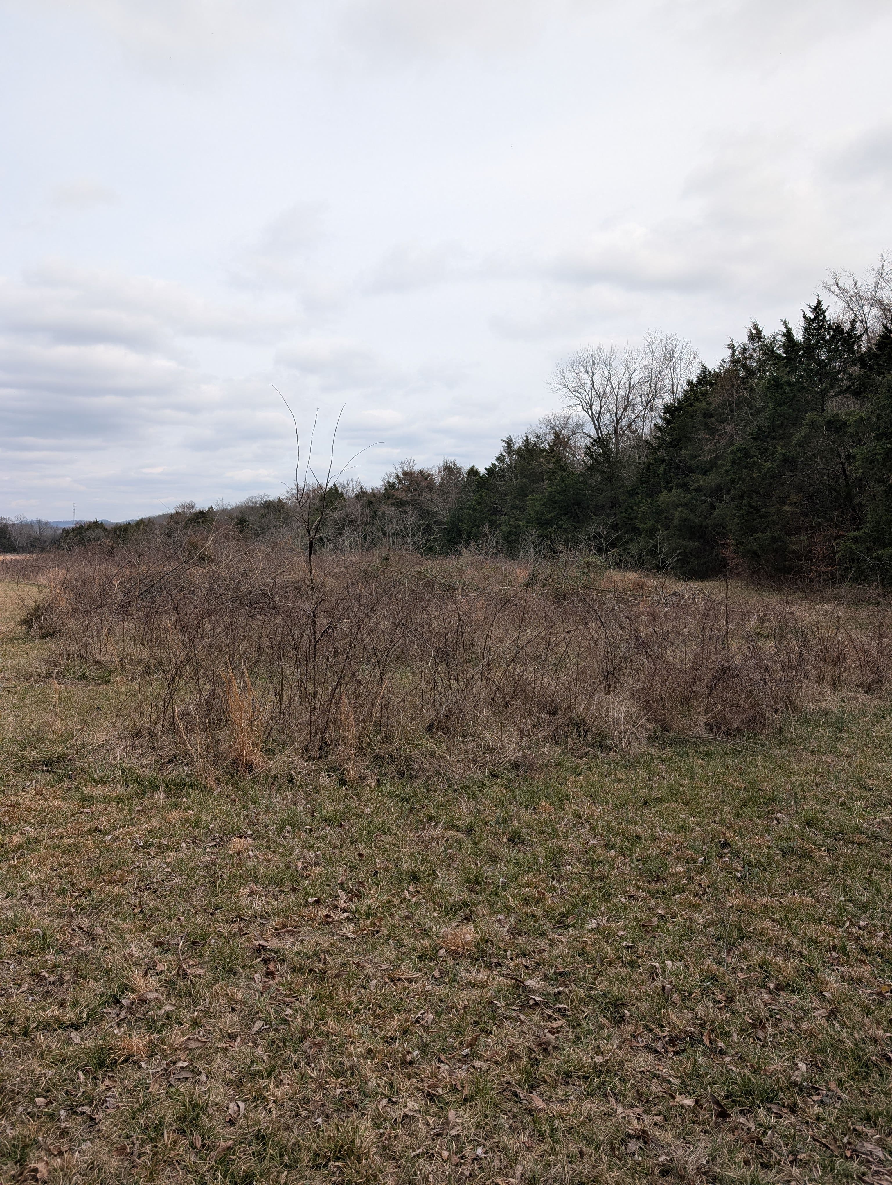 Project Blackberry Briar Takeover Stopped Cold With Brush Mulching image