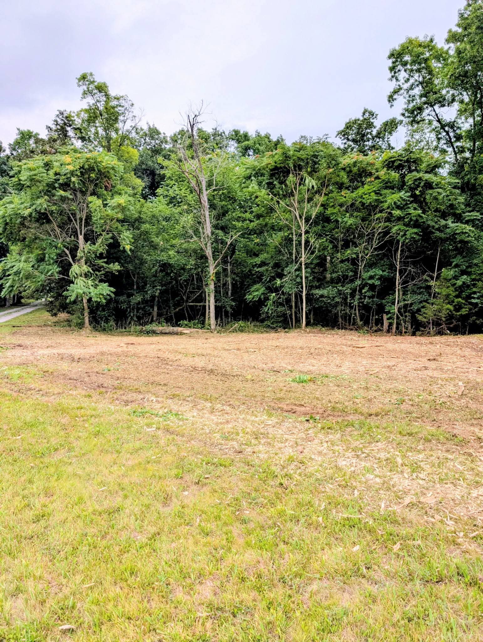 Gallery photos for Forestry Mulching That Opens Up Land the Right Way: Image #1