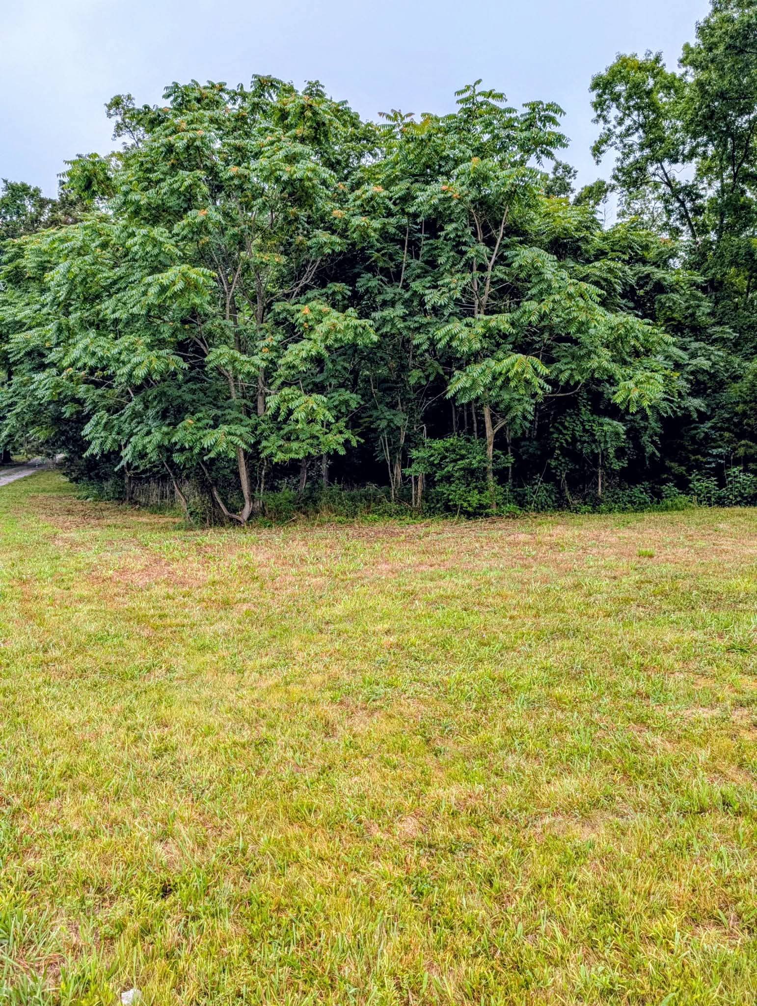 Forestry Mulching That Opens Up Land the Right Way image
