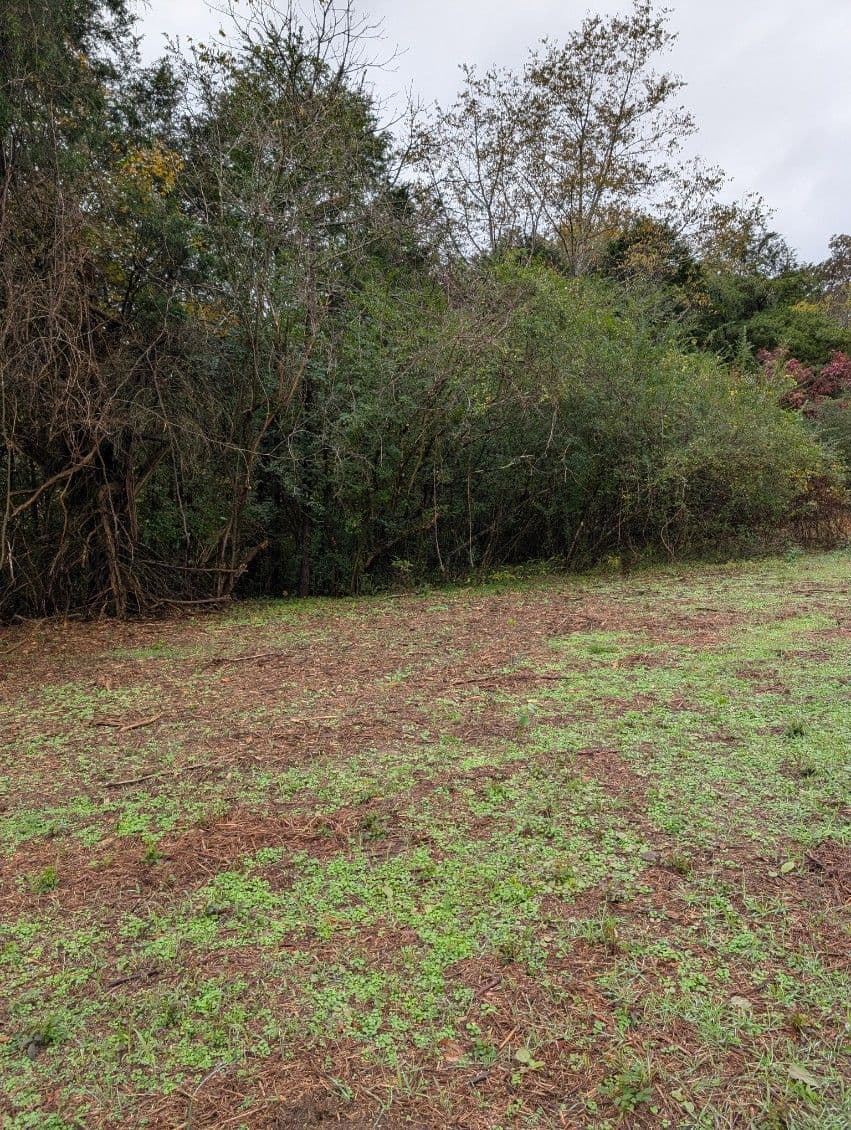 Gallery photos for Efficient Brush Removal with Drum Mulching: Image #1