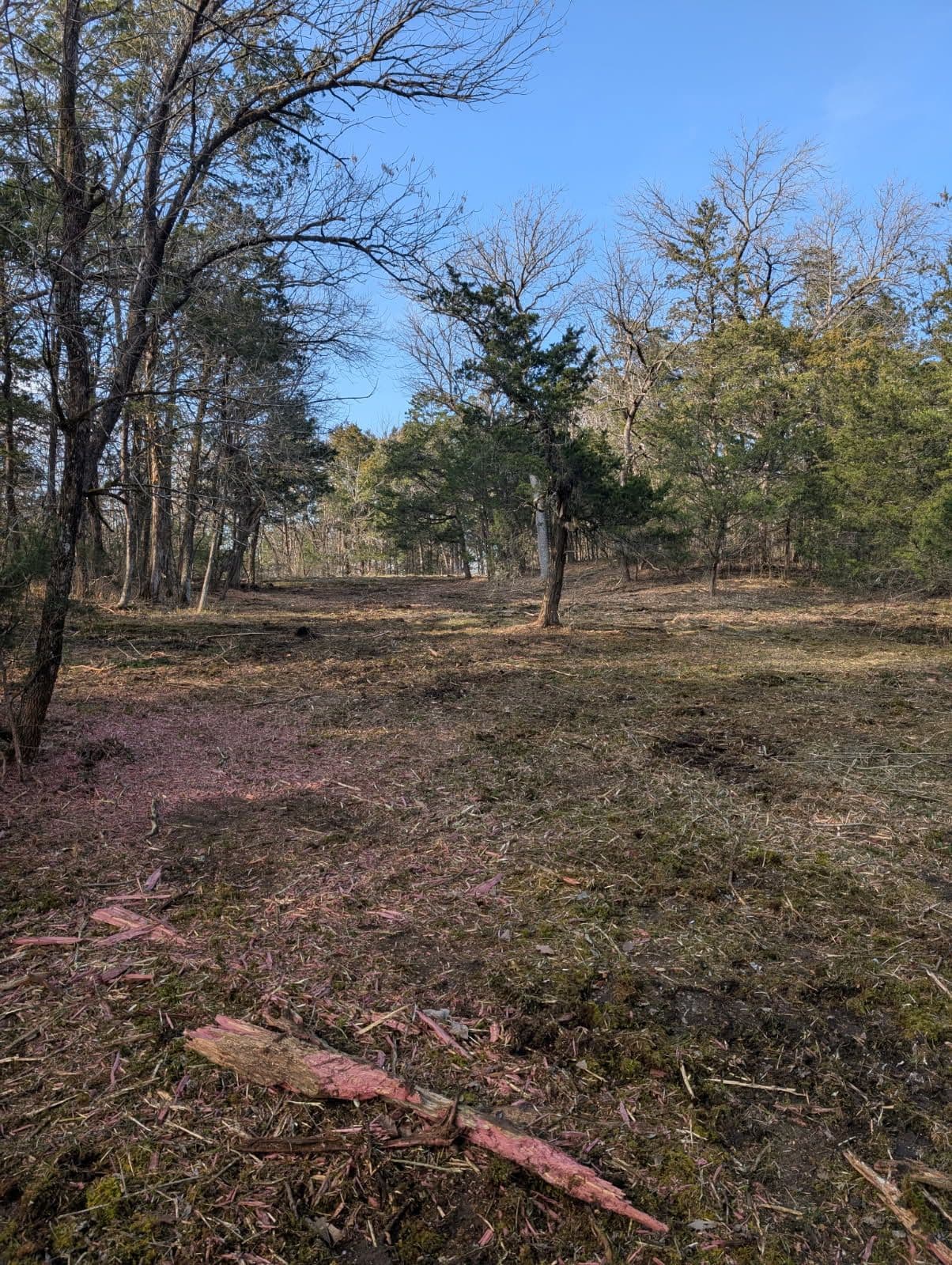 Opening Up Sunlit Woodland in Tennessee